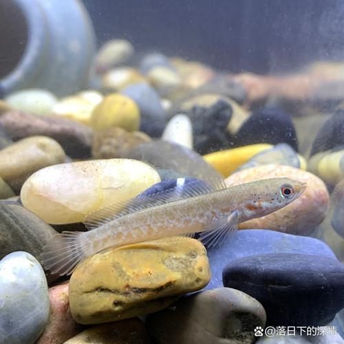 給我推薦幾款適合初學(xué)者的龍魚，適合初學(xué)者的幾款龍魚推薦