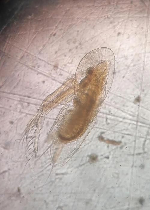 如何預防龍魚感染體外寄生蟲，如何預防龍魚感染體外寄生蟲預防龍魚感染體外寄生蟲