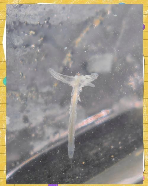 如何預防龍魚感染體外寄生蟲，如何預防龍魚感染體外寄生蟲預防龍魚感染體外寄生蟲