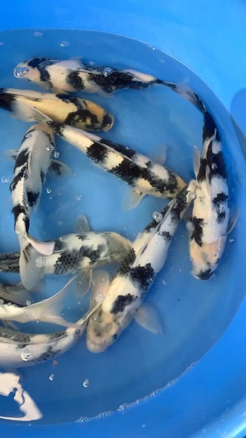 白寫錦鯉魚，“白寫錦鯉魚（1000字和配圖）白寫錦鯉魚