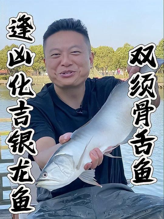 銀龍魚作為觀賞魚，是否安全食用？，銀龍魚作為觀賞魚，是否安全食用？如何判斷銀龍魚是否安全食用？