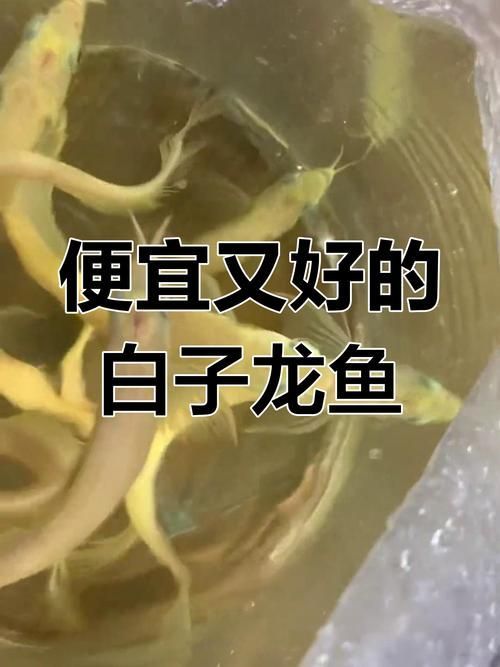 白化龍魚和白子龍魚哪個更受歡迎？，如何區分白子龍魚和白化龍魚？