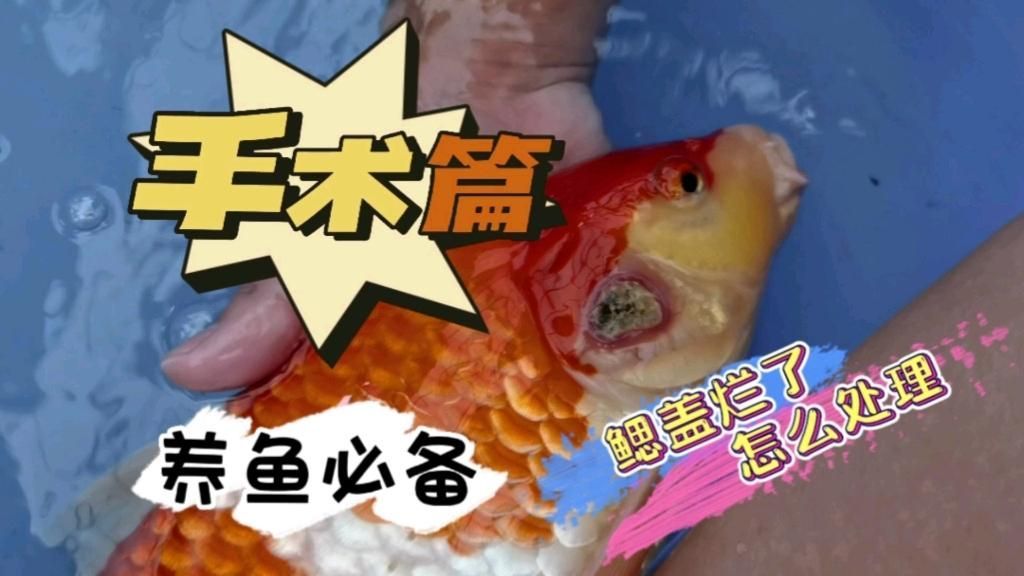 鰓蓋腐爛后如何治療，鰓蓋腐爛后如何治療,鰓蓋腐爛后如何治療鰓蓋腐爛