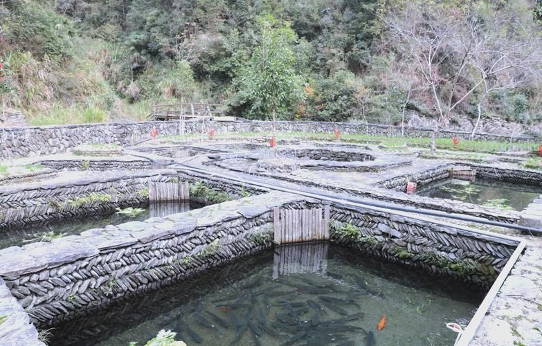 黃山區(qū)龍魚養(yǎng)殖的歷史和發(fā)展，黃山區(qū)山泉流水養(yǎng)殖的歷史與發(fā)展