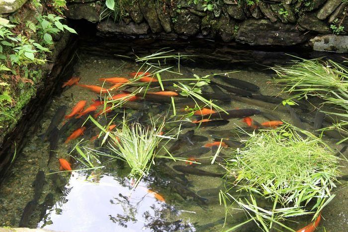 黃山區(qū)龍魚養(yǎng)殖的歷史和發(fā)展，黃山區(qū)山泉流水養(yǎng)殖的歷史與發(fā)展