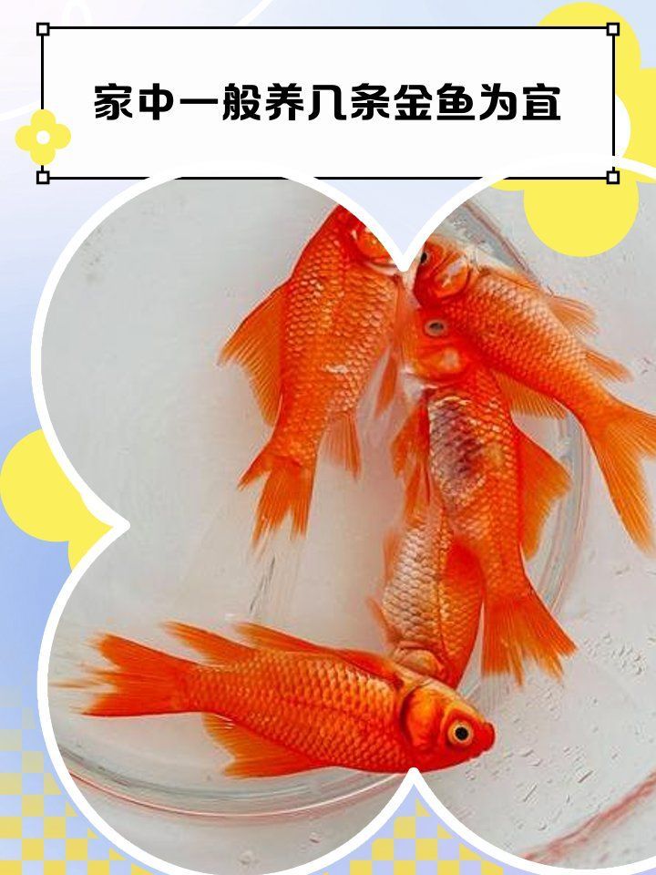 養魚養七條好還是五條好，養魚養七條好還是五條好，