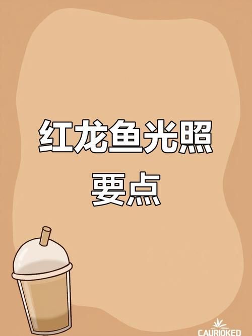 有沒有龍魚燈光位置示意圖的示例