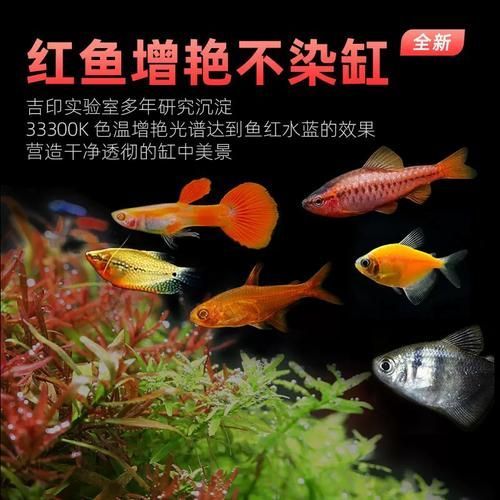有哪些品牌龍魚燈適合新手使用？，適合新手使用的龍魚燈品牌