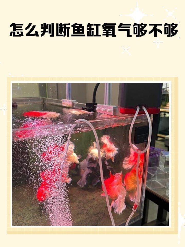 如何檢測龍魚缸中的溶氧量？