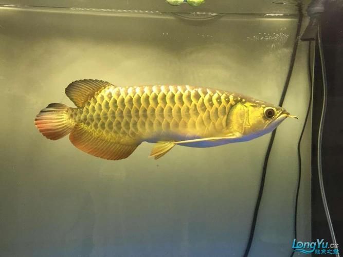 能否提供更多龍魚腸炎的圖片，關于龍魚腸炎的一些圖片