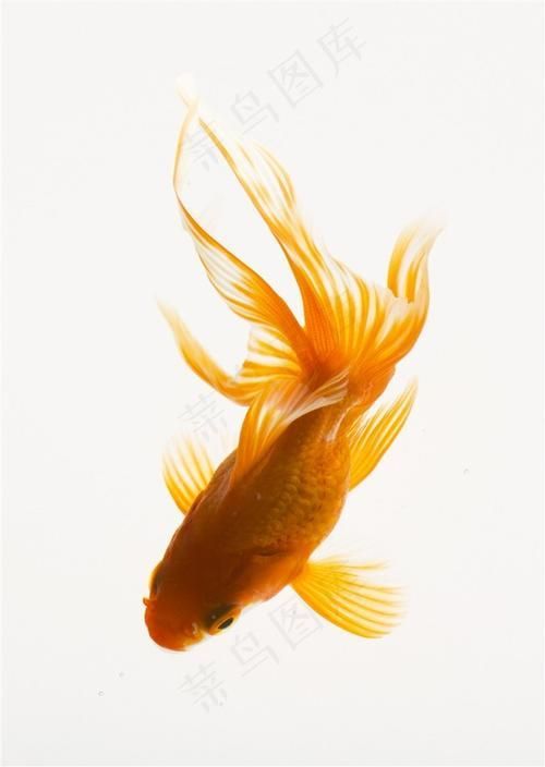 金魚(yú)圖片大全大圖，金魚(yú)圖片大全