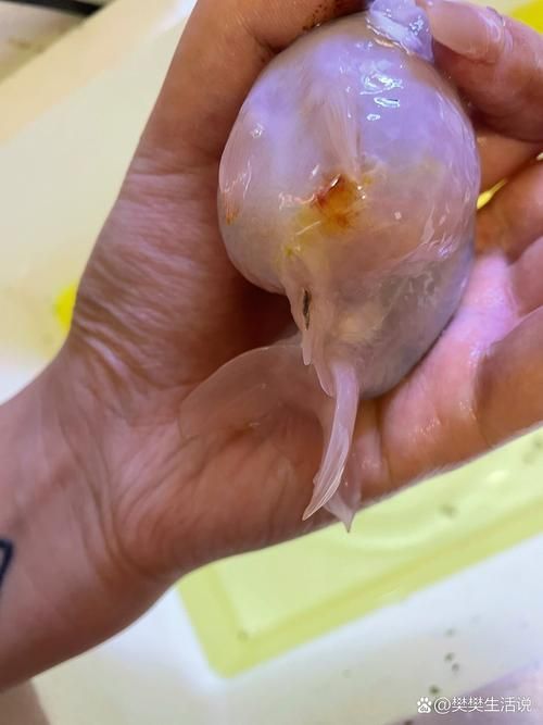 BD魟魚繁殖需要哪些特殊設備？