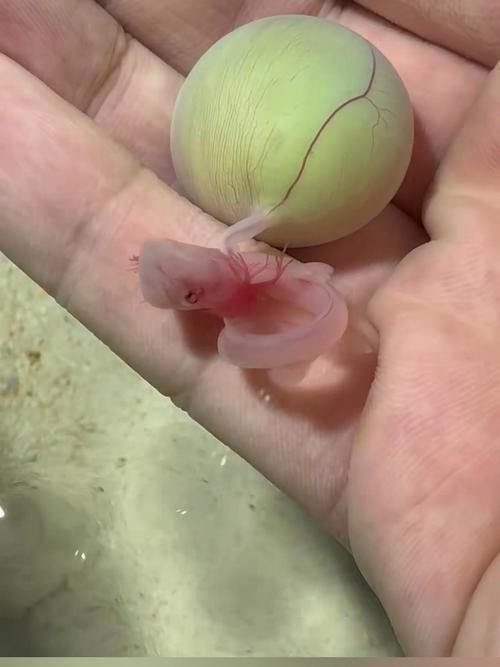 BD魟魚繁殖需要哪些特殊設備？