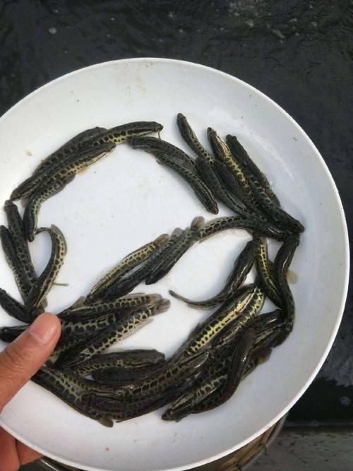 BD魟魚繁殖需要哪些特殊設備？