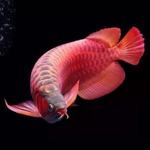 能否提供綦江龍魚的圖片，綦江龍魚有哪些獨特特征？