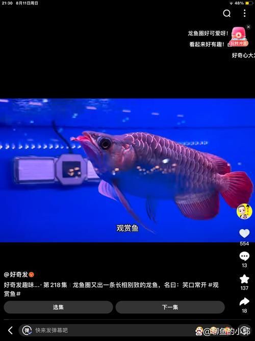 能否提供綦江龍魚的圖片，綦江龍魚有哪些獨特特征？