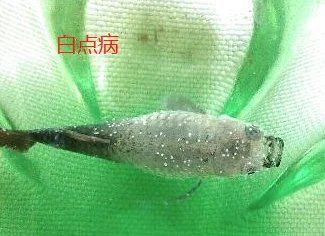 如何判斷孔雀魚患病種類，如何判斷孔雀魚患病種類，關(guān)鍵在于觀察其行為異常與體表癥狀的組合表現(xiàn)