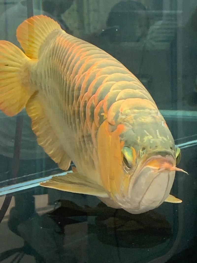 如何區(qū)分真假招財魚，區(qū)分真假招財魚的方法，鬼王雷龍魚有哪些品相等級