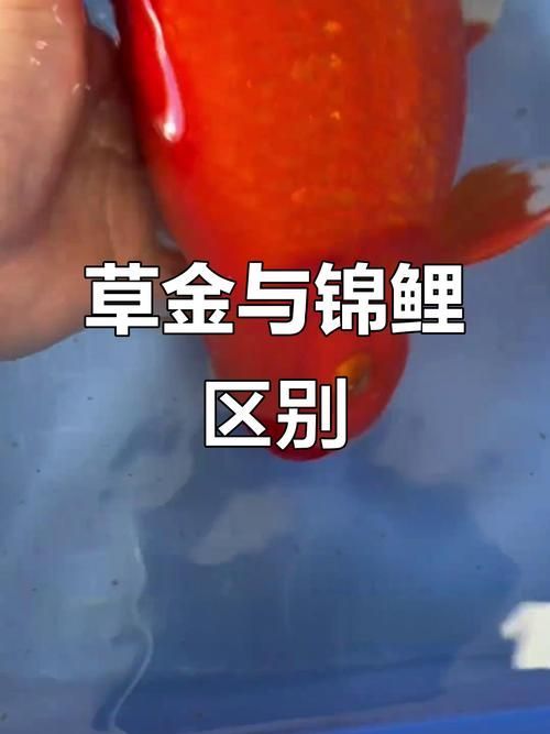 如何區(qū)分真假招財魚，區(qū)分真假招財魚的方法，鬼王雷龍魚有哪些品相等級