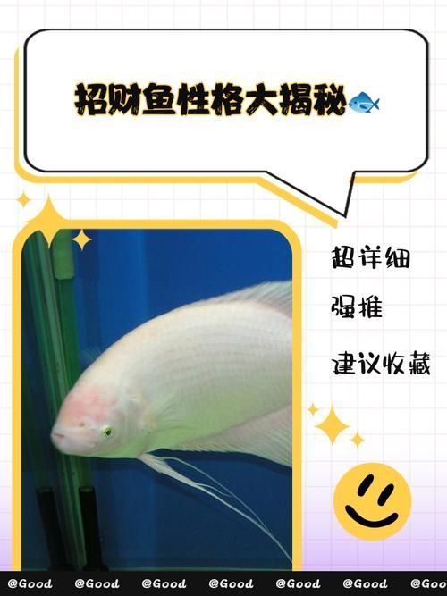 如何區(qū)分真假招財魚，區(qū)分真假招財魚的方法，鬼王雷龍魚有哪些品相等級
