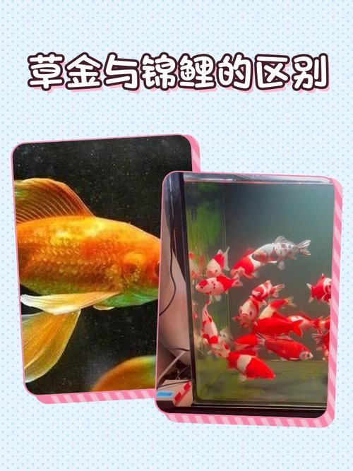 如何區(qū)分真假招財魚，區(qū)分真假招財魚的方法，鬼王雷龍魚有哪些品相等級