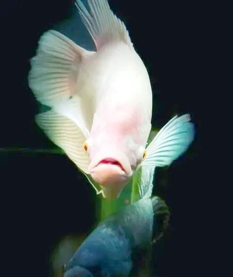 如何區(qū)分真假招財魚，區(qū)分真假招財魚的方法，鬼王雷龍魚有哪些品相等級