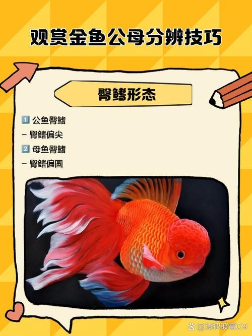 如何區(qū)分真假招財魚，區(qū)分真假招財魚的方法，鬼王雷龍魚有哪些品相等級