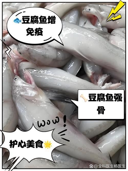 小白龍魚有哪些營養價值？，小白龍魚是什么魚