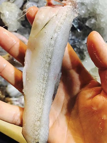 小白龍魚有哪些營養價值？，小白龍魚是什么魚