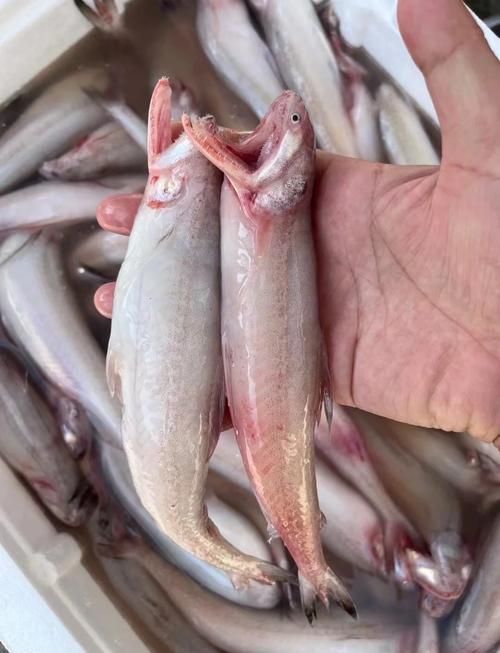 小白龍魚有哪些營養價值？，小白龍魚是什么魚