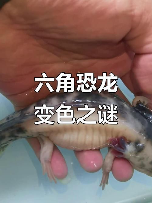給我一些六角龍的圖片