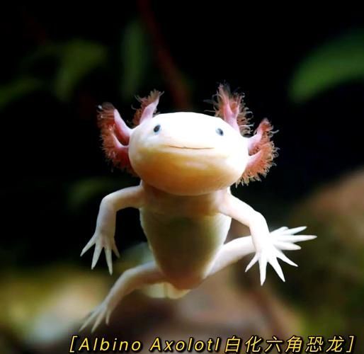 給我一些六角龍的圖片