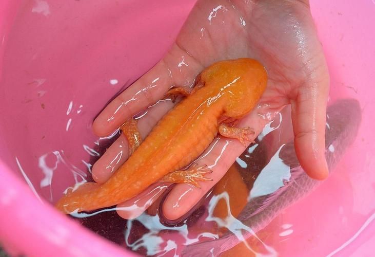 給我一些六角龍的圖片