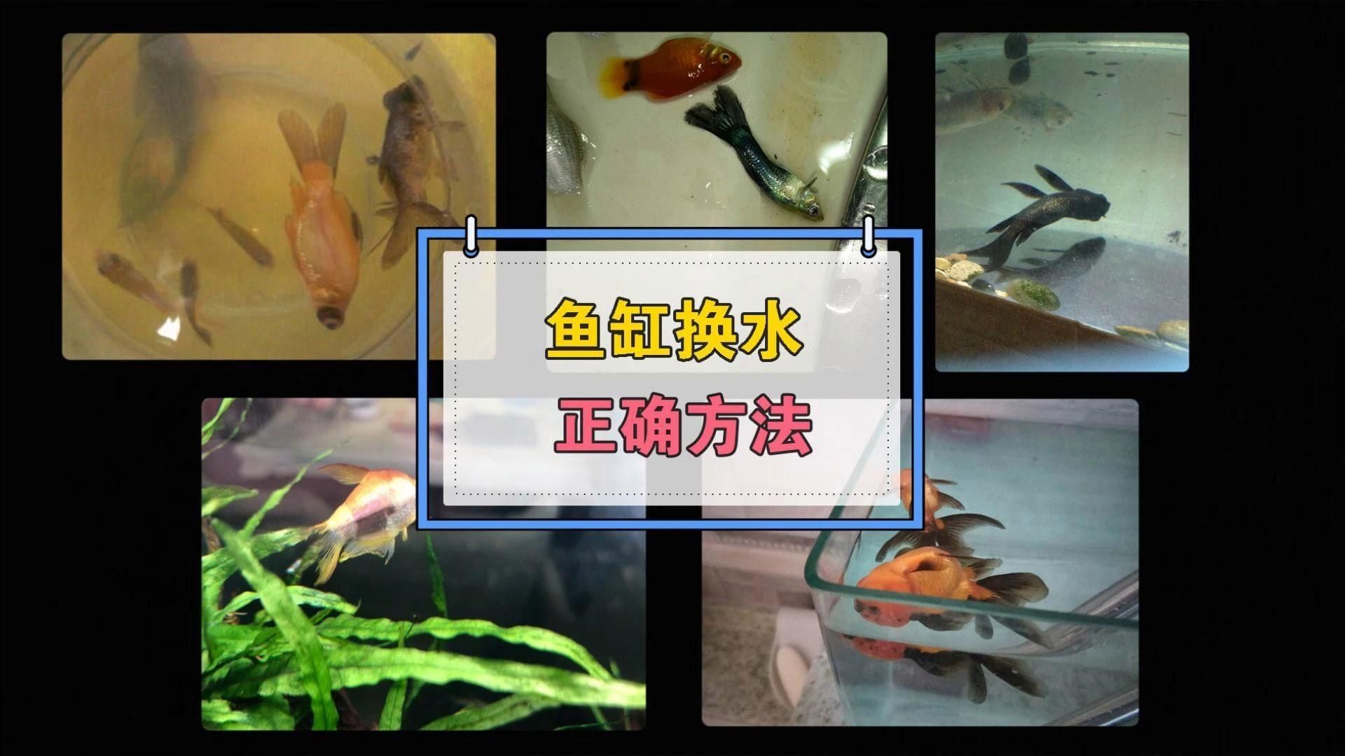 如何預防觀賞魚蒙眼病的發生，如何預防北京觀賞魚蒙眼病