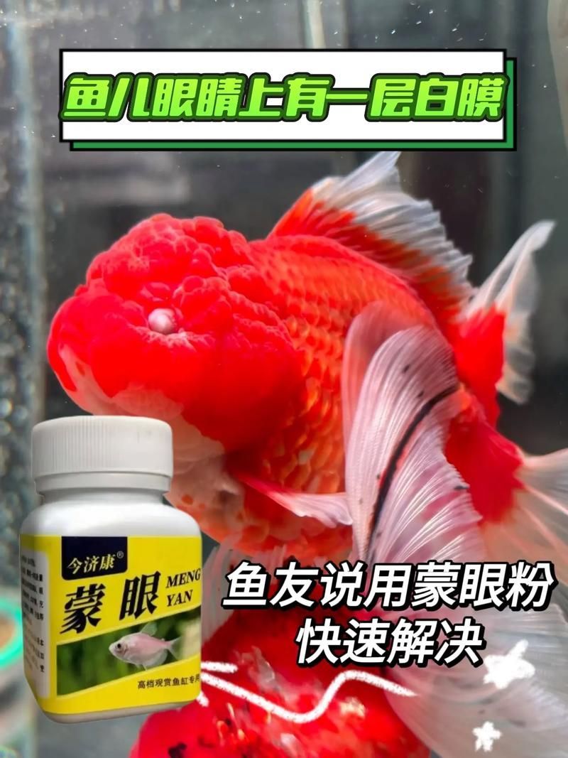 如何預防觀賞魚蒙眼病的發生，如何預防北京觀賞魚蒙眼病