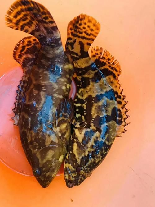 給我更多關(guān)于云龍魚的圖片，云龍魚的價(jià)格是多少云龍魚的價(jià)格是多少云龍魚的價(jià)格是多少