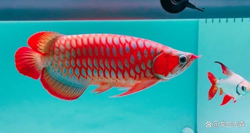 給我更多關(guān)于云龍魚的圖片，云龍魚的價(jià)格是多少云龍魚的價(jià)格是多少云龍魚的價(jià)格是多少
