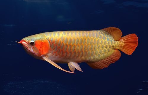 給我更多關(guān)于云龍魚的圖片，云龍魚的價(jià)格是多少云龍魚的價(jià)格是多少云龍魚的價(jià)格是多少