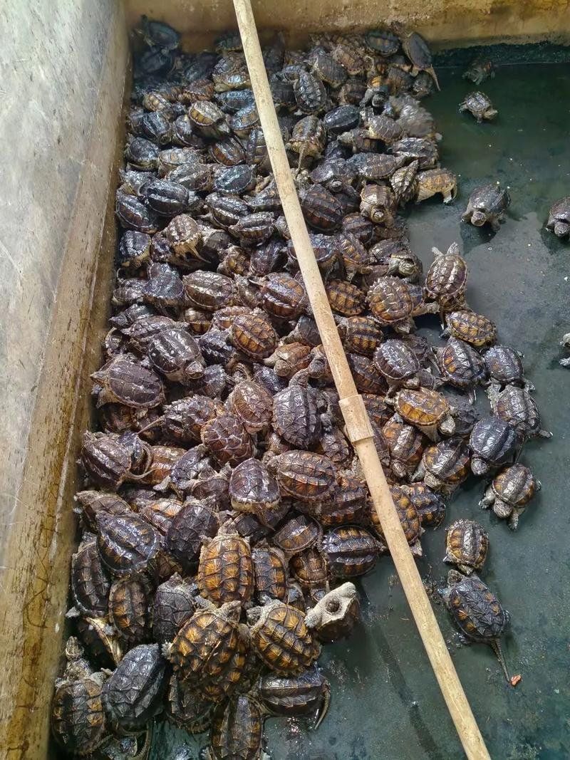 買龍龜時如何挑選優質龜苗，買龍龜時如何挑選優質龜苗，