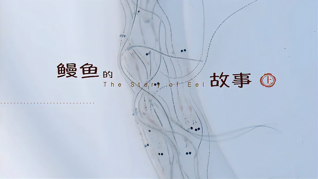 曼龍魚有哪些常見的食用方法