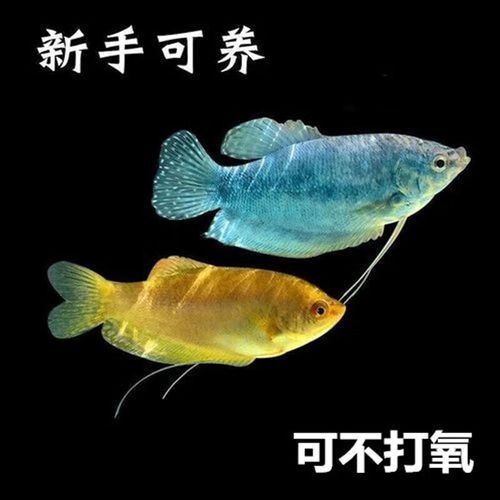 萬龍曼龍魚的價格是多少？，萬龍曼龍魚價格百度優選推薦￥7.9小魚點水景