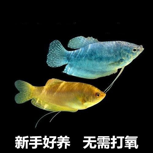 萬龍曼龍魚的價格是多少？，萬龍曼龍魚價格百度優選推薦￥7.9小魚點水景