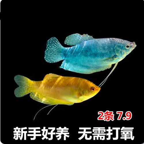 萬龍曼龍魚的價格是多少？，萬龍曼龍魚價格百度優選推薦￥7.9小魚點水景