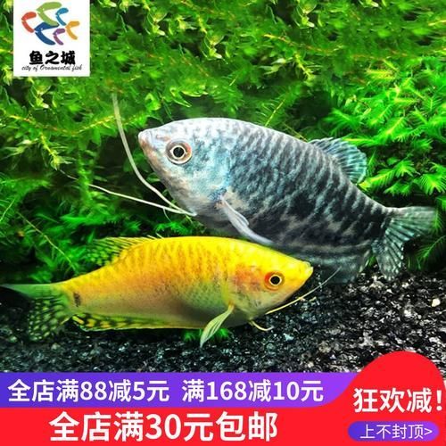萬龍曼龍魚的價格是多少？，萬龍曼龍魚價格百度優選推薦￥7.9小魚點水景