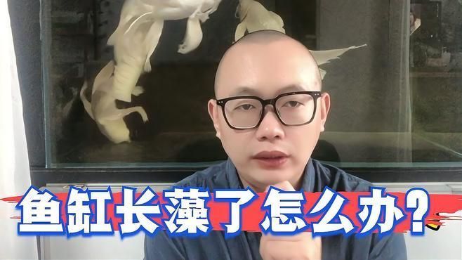 如何預防魚缸中有害藻類的爆發，預防魚缸中有害藻類的爆發需要采取一系列綜合措施