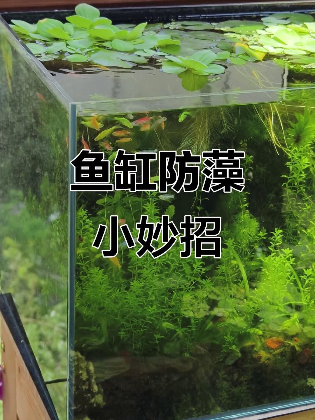 如何預防魚缸中有害藻類的爆發，預防魚缸中有害藻類的爆發需要采取一系列綜合措施