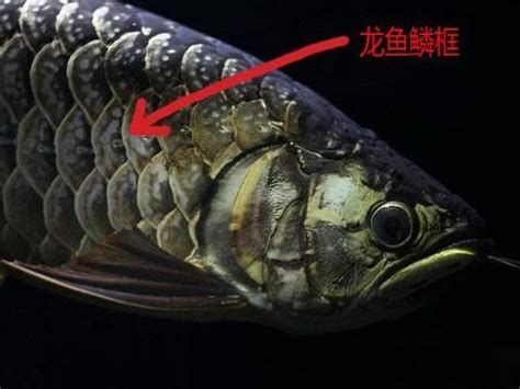 如何預防龍魚魚鱗變白？，如何預防龍魚魚鱗變白