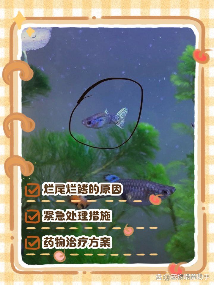 爛尾爛鰭病有哪些治療方法，寵物喂養助手，爛尾爛鰭病會自愈嗎