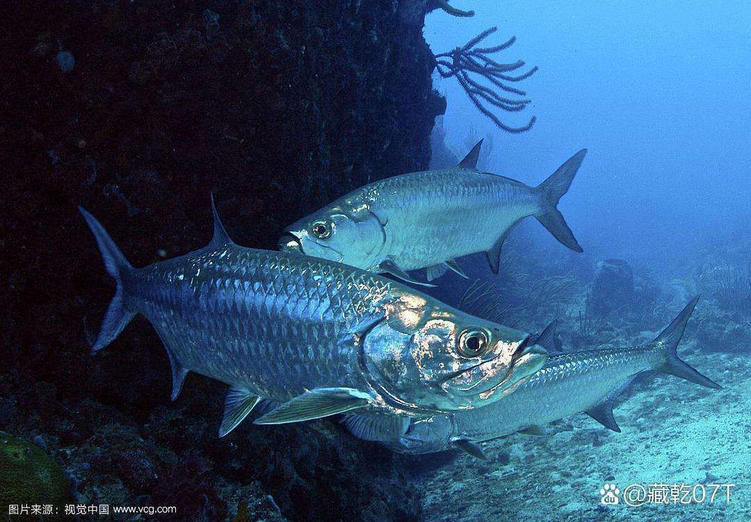 泰龐海鰱魚(yú)有哪些品種，泰龐海鰱魚(yú)有哪些顏色變異泰龐海鰱魚(yú)市場(chǎng)價(jià)格是多少