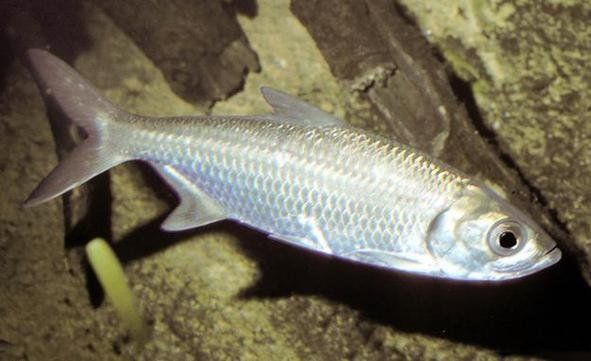 泰龐海鰱魚(yú)有哪些品種，泰龐海鰱魚(yú)有哪些顏色變異泰龐海鰱魚(yú)市場(chǎng)價(jià)格是多少